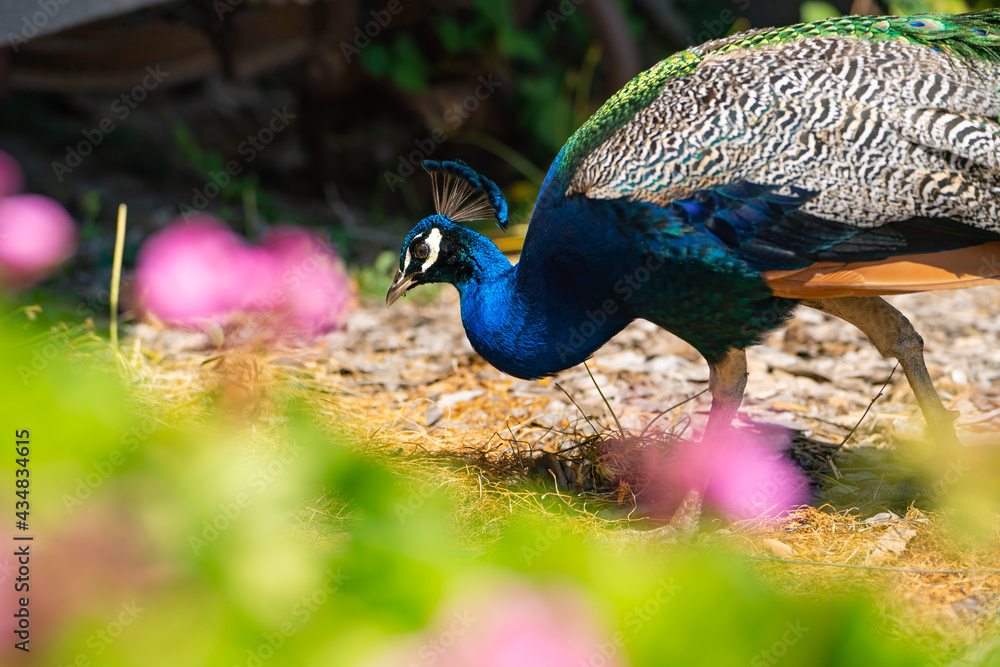 Obraz premium Beautiful peacock close up, Ardenwood Historic Farm