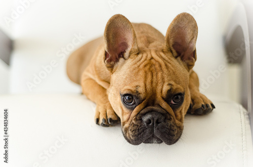 french bulldog portrait © Eduardo