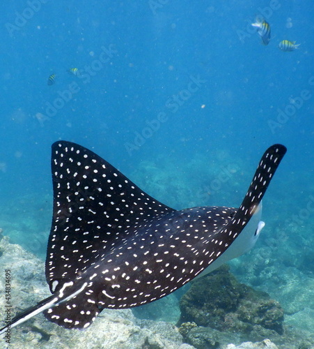 Costa Rica Pacific sea life photo