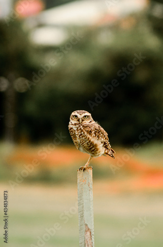 owl on a branch