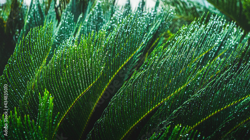 Wet plant
