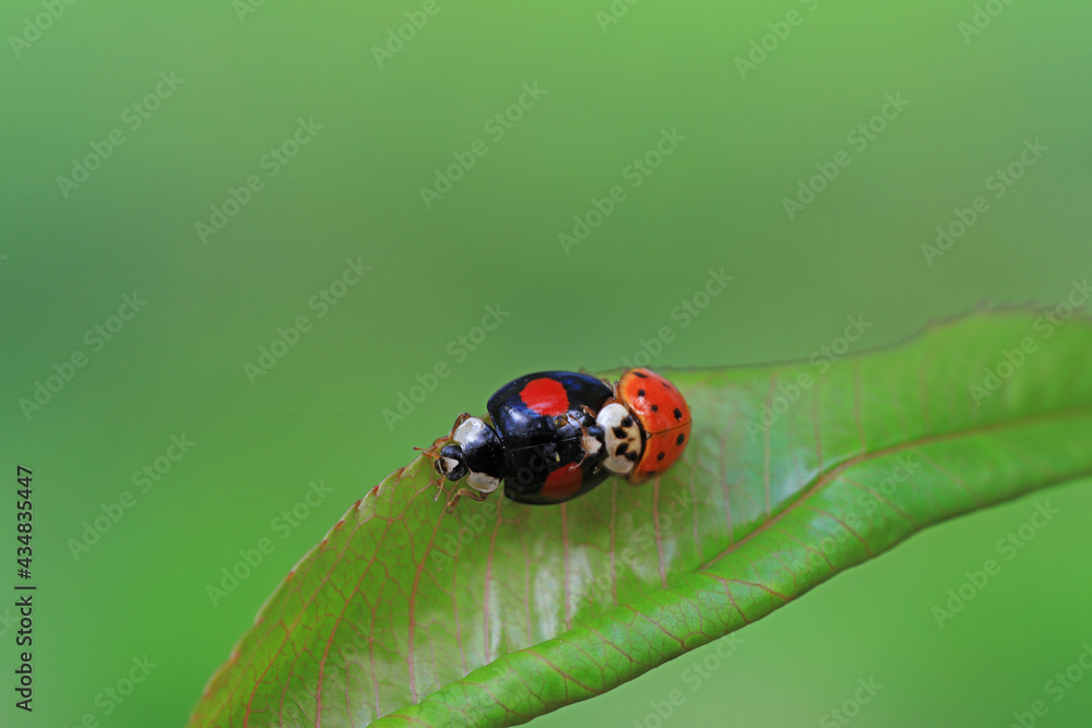 Fototapeta premium Two ladybugs mate in nature, North China