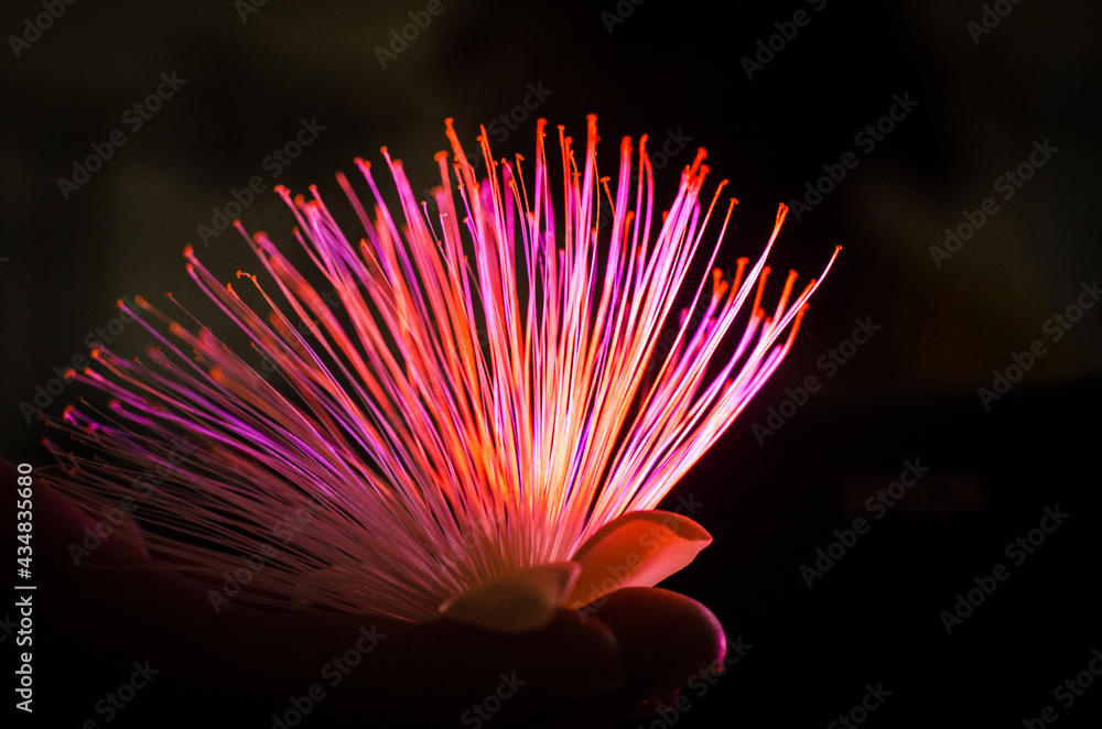 Obraz premium pink flower