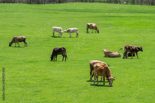 Grazing cows on a mountain green pasture