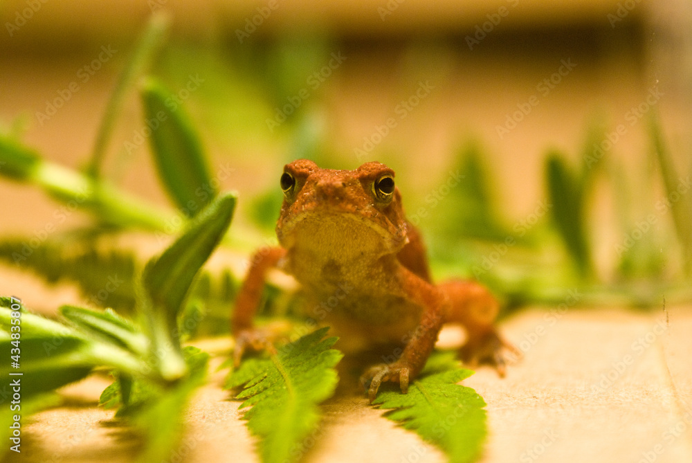 Fototapeta premium I'm a frog lover