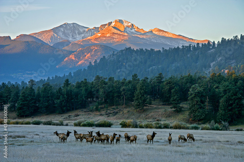 Elk herd in frosted grass meadow in Rocky Mountain National Park with Long's Peak turning a bright orange as it catches the morning sun, while the elk graze in valley near Estes Park, Colorado photo
