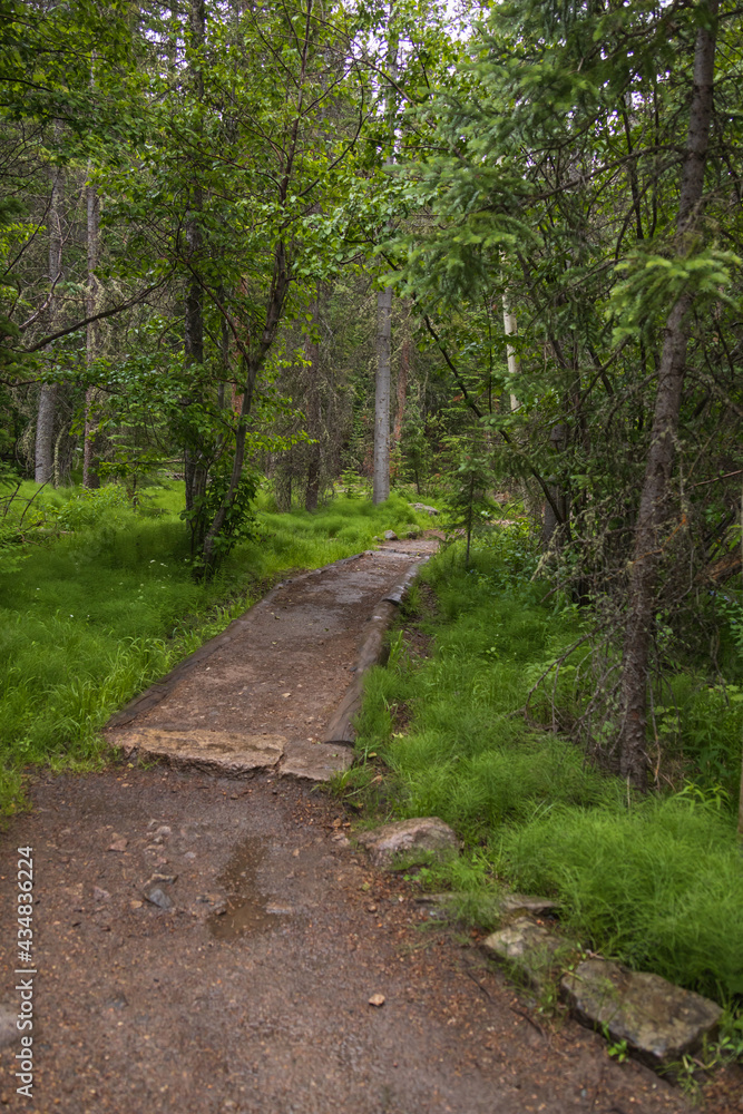 Fototapeta premium Hiking path through the forest