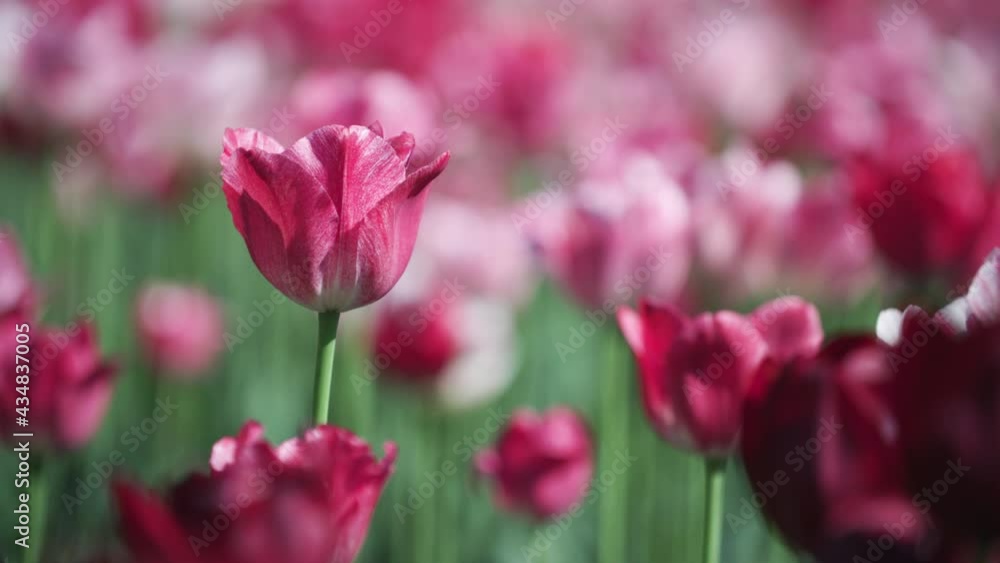 Pink and red tulips at the Tulip Festival in Ottawa, Ontario, Canada. Pink and red tulips at the Tulip Festival in Ottawa, Ontario, Canada.