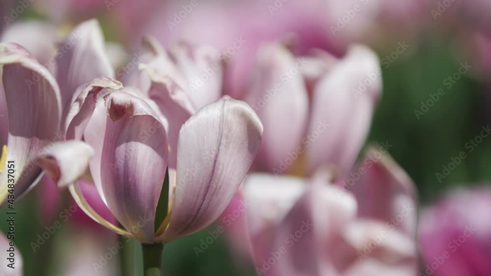 Close up with and pink tulips at the Tulip Festival in Ottawa, Ontario, Canada. Close up with and pink tulips at the Tulip Festival in Ottawa, Ontario, Canada.