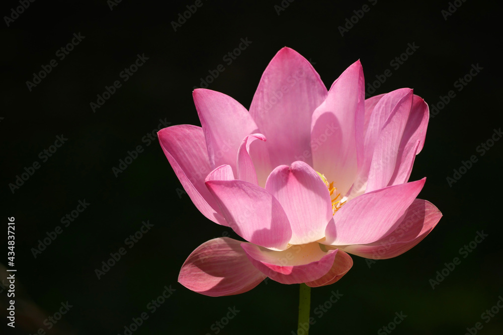 Pink Lotus for Background in Thailand and Southeast Asia. Pink Lotus for Background in Thailand and Southeast Asia.