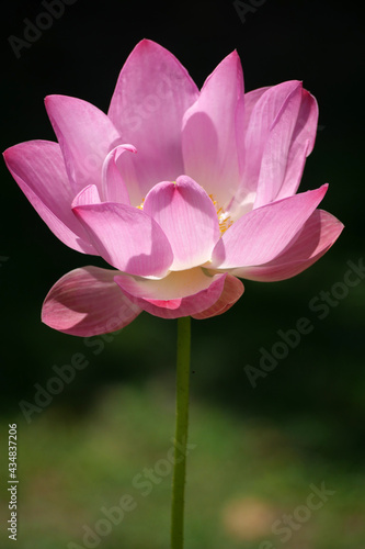 Fototapeta Naklejka Na Ścianę i Meble -  Pink Lotus for Background in Thailand and Southeast Asia.
