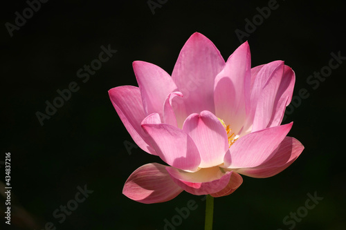 Pink Lotus for Background in Thailand and Southeast Asia.