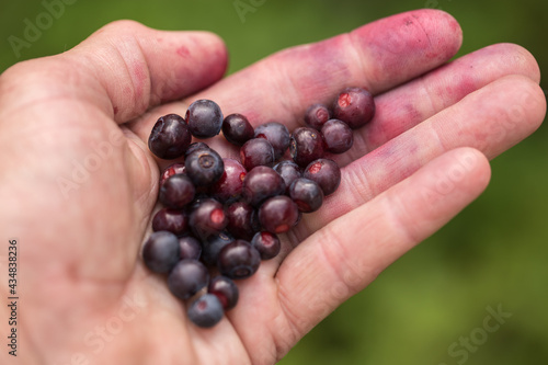 Handful of Huckleberries