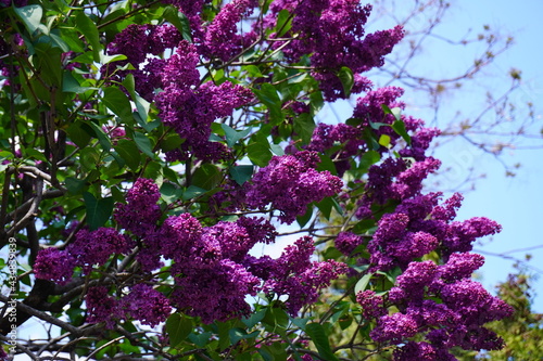 Plakat ライラック（紫丁香花）