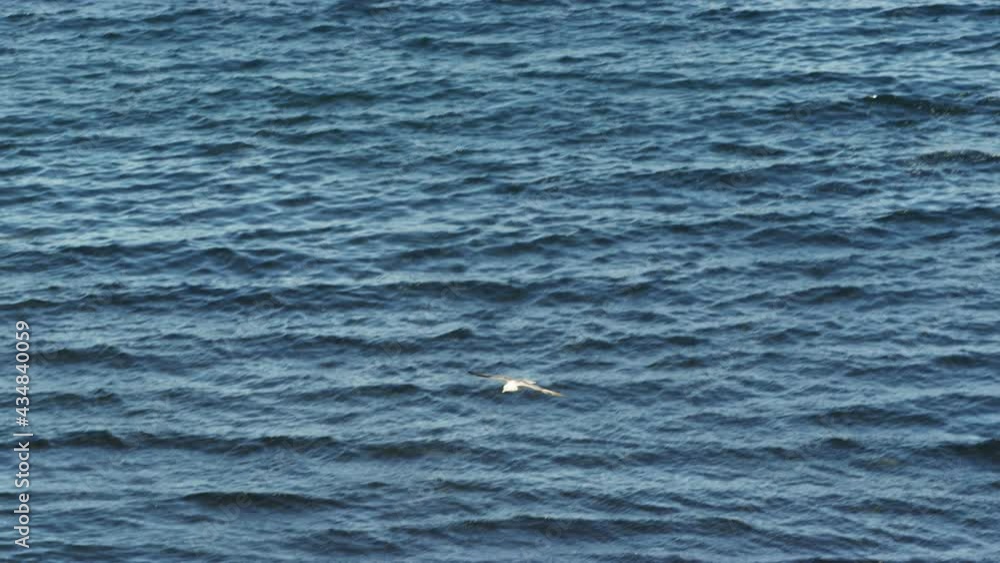 Large sea birds in flight along the Hvitserkur on the Iceland coast. Large sea birds in flight along the Hvitserkur on the Iceland coast.