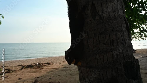 Squirrel Picking up Food beside Jomtien Beach In Thailand photo