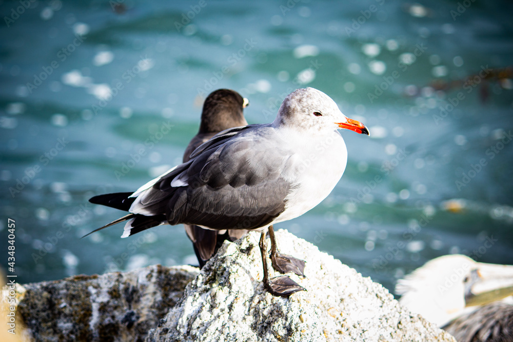 seagull on the rocks seagull on the rocks
