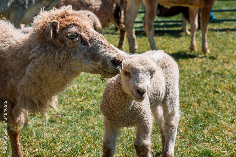 Fototapeta premium Sheep and lamb in a petting zoo
