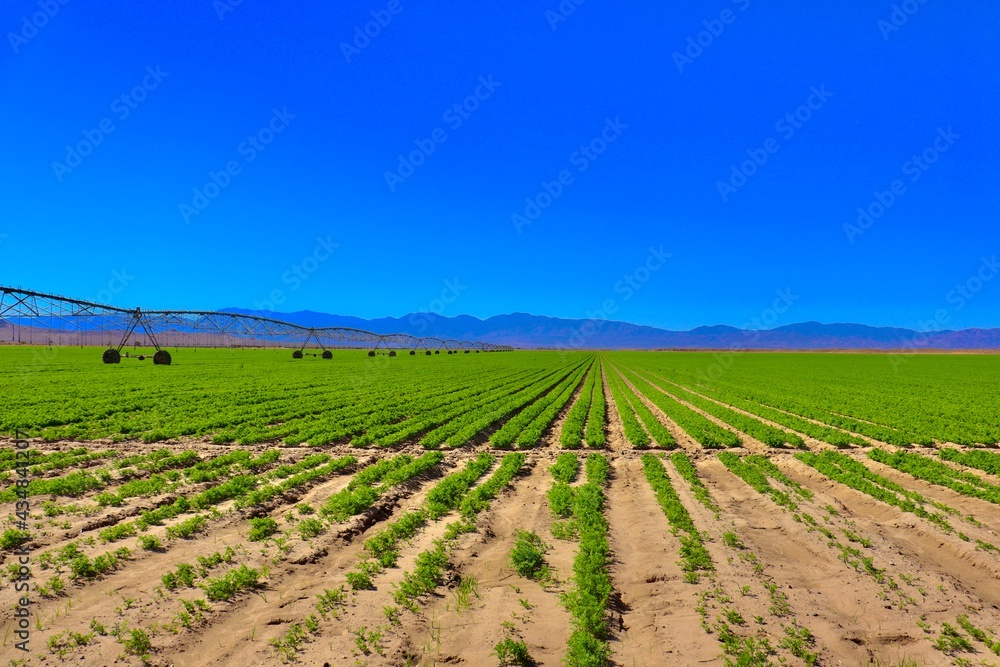 Farm Crops With Sprinklers and Mountain Silhouette Background in Southern California 