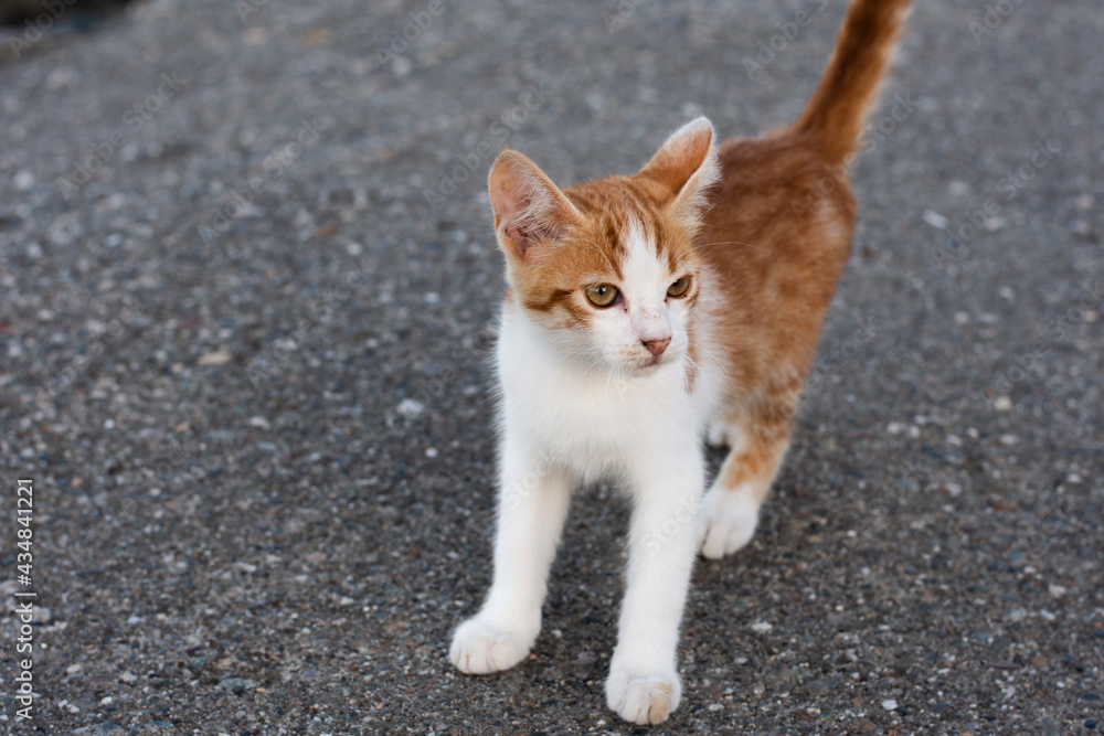 Obraz premium Katze auf Steinboden