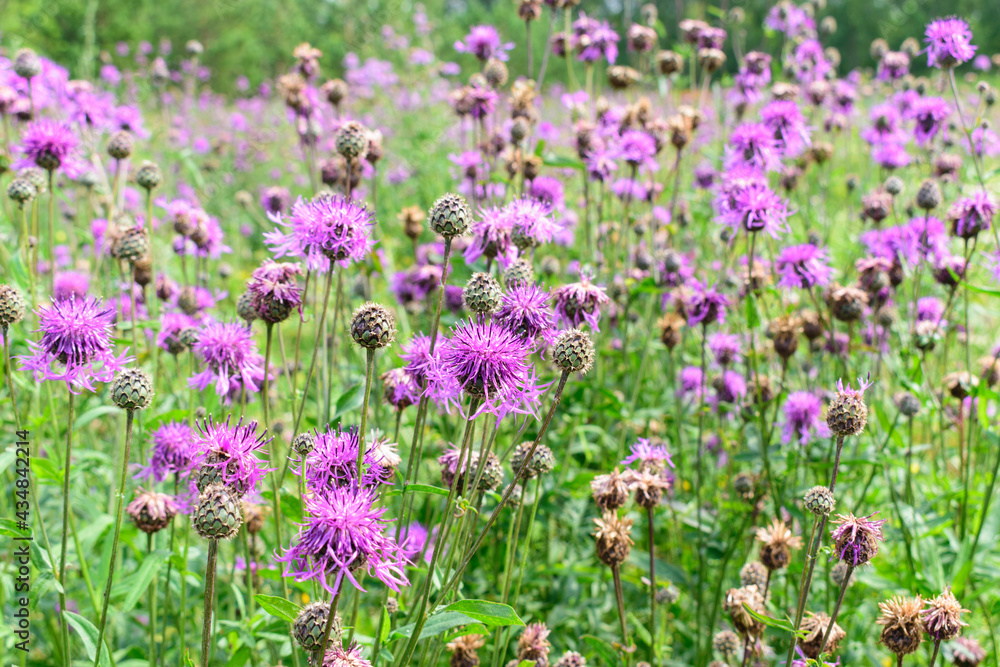 Summer meadow with lilac flowers of cornflowers. Green leaves and stems of knapweed flower. Summer backdrop concept. Summer meadow with lilac flowers of cornflowers. Green leaves and stems of knapweed flower. Summer backdrop concept.