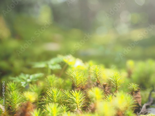 苔を照らす光