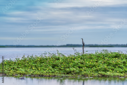 great commorant bird sitting on wood stick in lake