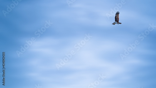 animal in nature background of hawk flying over blue sky in nature