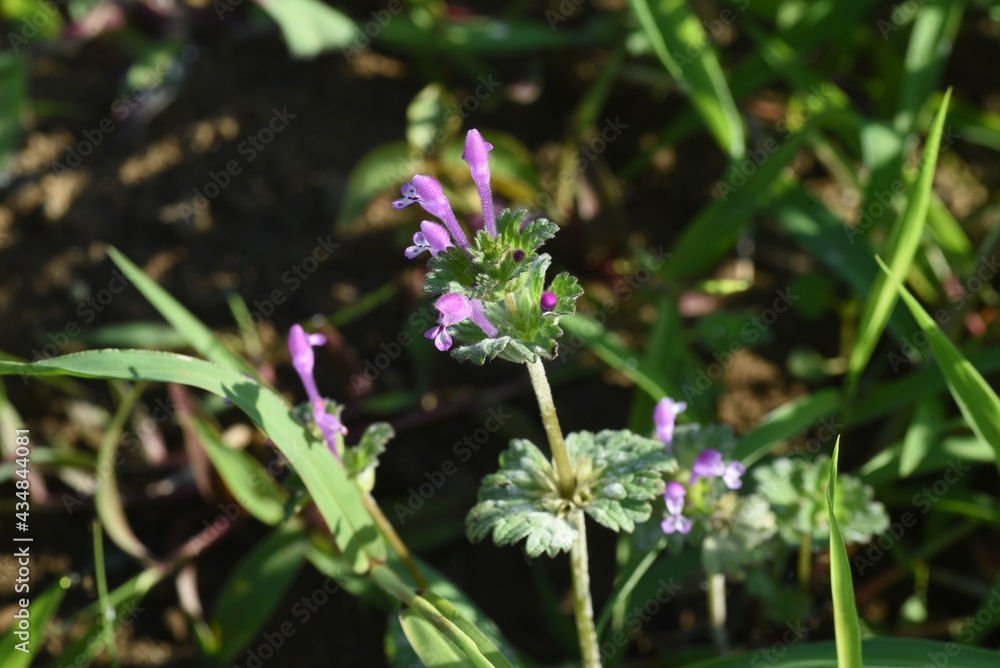Henbit flowers. Lamiaceae winter annual weed.