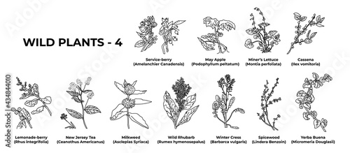 Collection of healing herbs and plants hand-drawn