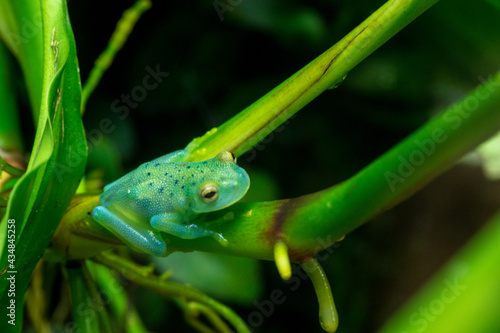 Fototapeta Glowing green frog resting on branch
