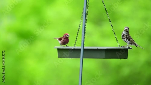 Purple Finch a a Hanging Feeder in Early Spring