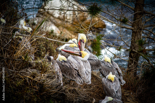 Bild auf Leinwand pelicans in nest
