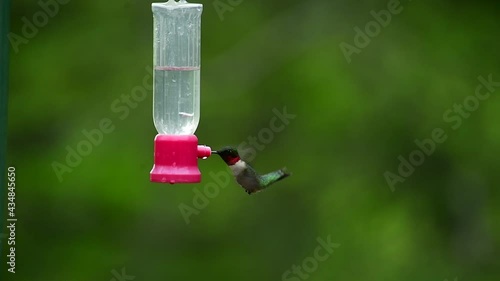 Ruby Throat Hummingbird at a nectar feeder