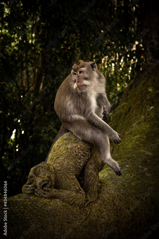 Obraz premium monkey sitting in monkey