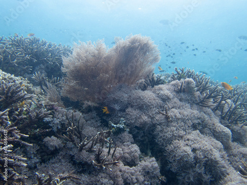 coral reef in the sea