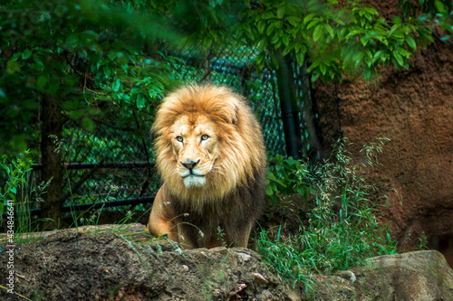 Photography Lion looking out over a zoo enclosure