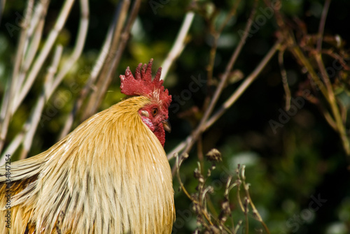 Rooster heading away