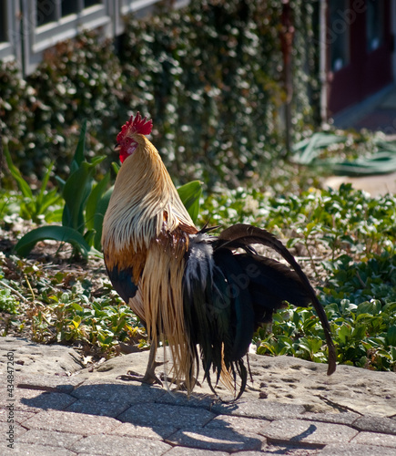 Rooster lateral pose