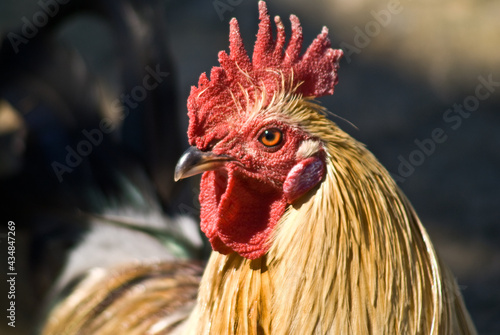 Headshot of rooster
