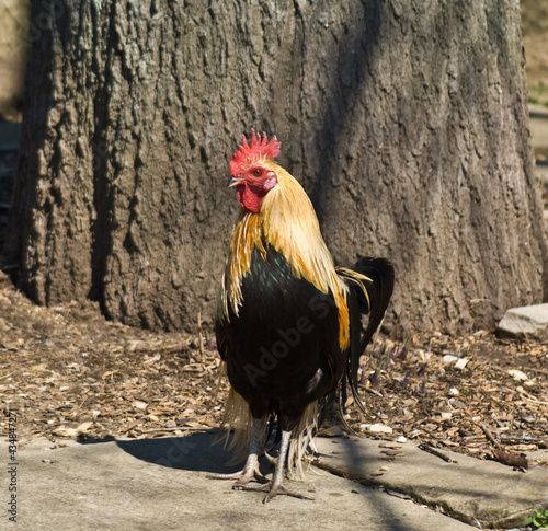 Rooster posing