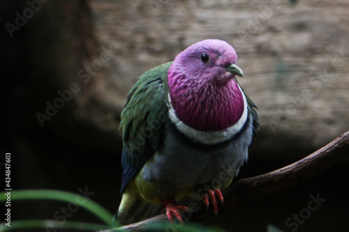Colorful pigeon