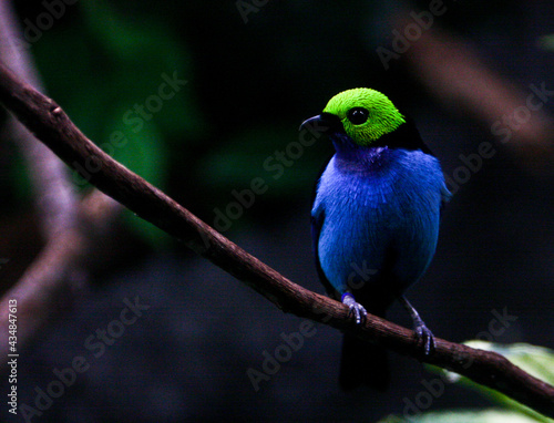 Colorful Tropical Bird 