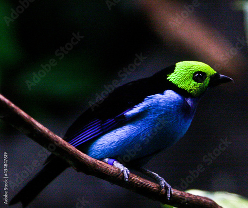 Colorful Tropical Bird 