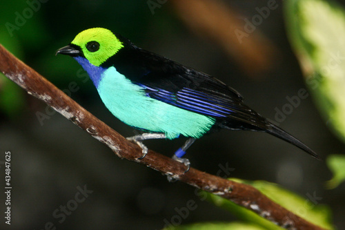 Colorful Tropical Bird 