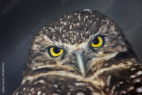 Owl face-to-face with glowing yellow eyes