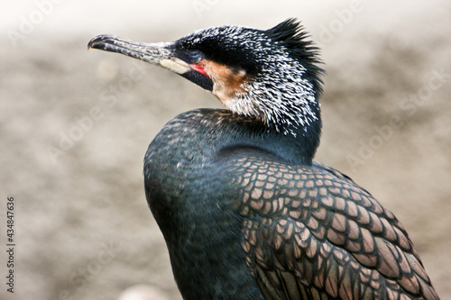 Ugliest bird