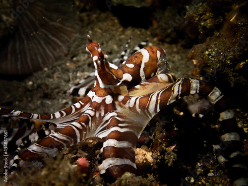 octopus in aquarium photo