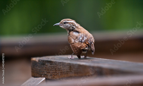 House finch intent on an enemy