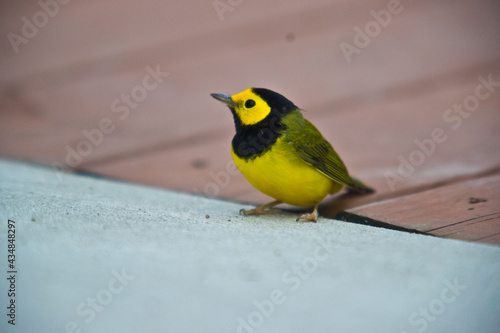 Yellow and Black bird
